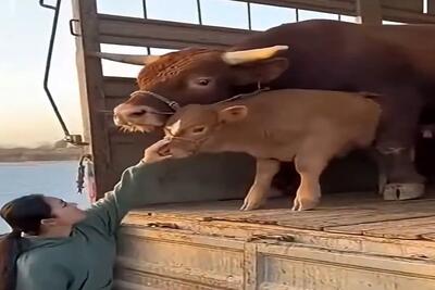  دامداری نوین؛ دختره با بچه گاو شوخی کرد گاو بی جنبه بهش برخورد بیچاره رو پشیمون کرد