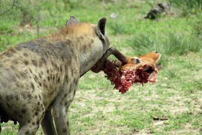  مستند حیات وحش؛ کفتاری که ایمپالا رو از جای لطیفش شروع کرد به خوردن