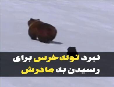  مستند کاوش؛ جاذبه جون توله خرس و میگیره تا برسه به مادرش