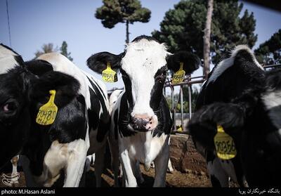 هسته‌ای در کشاورزی ــ 72 | مدیریت حشرات ناقل بیماری دامی   اینفوگراف - تسنیم