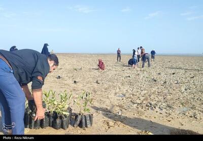 کاشت 2500  اصله نهال به نیت حاج قاسم در سراسر بوشهر تصویر - تسنیم