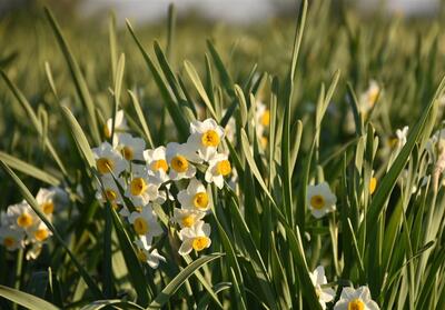 50 هزار گردشگر مهمان جشنواره گل نرگس باب‌انار - تسنیم