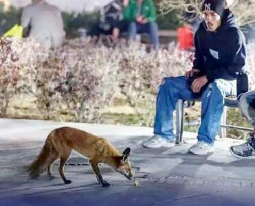 خشکسالی و تخریب زیستگاه؛     علت ورود روباه‌ها به تهران