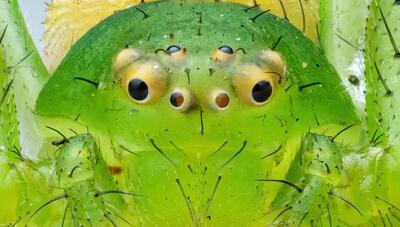  مشاهده عنکبوت خرچنگی در دمای منفی ۹ درجه؛ شگفتی بقا در آغاز سال ۲۰۲۶ / شکار بدون تار! (+عکس)