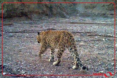  مشاهده یک قلاده پلنگ در فیروزکوه