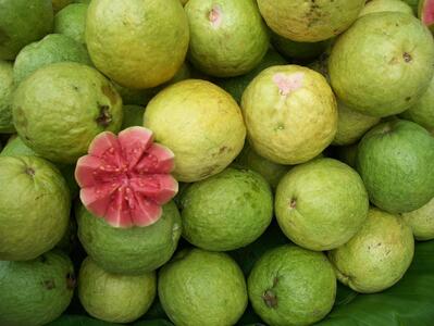  آغاز برداشت «گواوا» از ۷۷۰ هکتار باغ‌های جنوب سیستان و بلوچستان