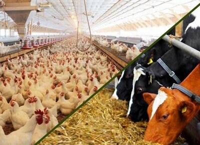  نهاده‌های دامی بدون تغییر قیمت توزیع می‌شود - اکونیوز