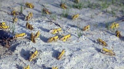 احتمال ورود ملخ صحرایی به کشور در اواخر زمستان