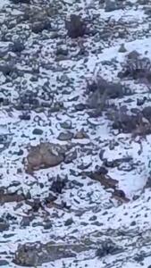 بازگشت پلنگ به فیروزکوه