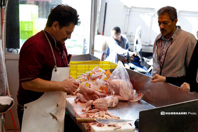 مرغ ارزان می‌شود؟ | تخصیص ارز ترجیحی چقدر بر بازار مرغ و گوشت تاثیر گذار بود؟