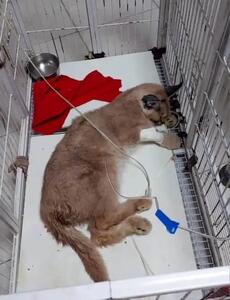 اعلام جزئیات قرنطینه در پردیسان: مانند کرونا تا ۱۴ روز منتظر می‌مانیم