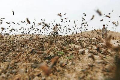  هشدار احتمال ورود ملخ صحرایی به کشور در اواخر زمستان