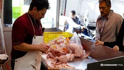 مرغ ارزان می شود؟