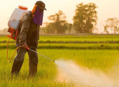 ۸ آفت‌کش گیاهی در مسیر تحقیق و توسعه/ مبارزه با آفت «پسیل» در۳ هزار هکتار باغات پسته