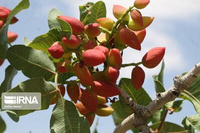 روغن‌های زمستانه غیراستاندارد؛ تولید باغات را قربانی می‌کند