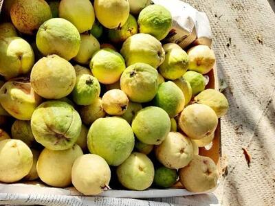  آغاز برداشت میوه گرمسیری  گواوا  از باغات شهرستان راسک