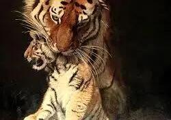 زیباترین «نقاشی‌های حیات وحش» در سال 2025 که برندۀ جایزه شدند