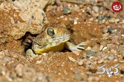 مارمولکی که در بیابان فریاد می‌زند + عکس - مجله اینترنتی کولاک