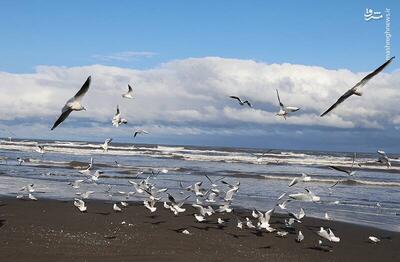 عکس/ حال و هوای خزر در فصل سرما