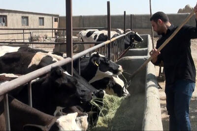 خبر مهم معاون وزارت جهاد برای مرغداران و دامداران