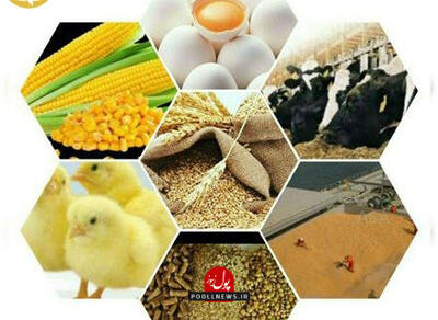 خبر مهم معاون وزارت جهاد برای مرغداران و دامداران
