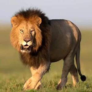  خمیازه پر ابهت شیر ها