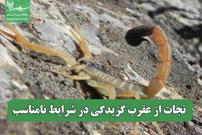  نجات از عقرب گزیدگی در شرایط نامناسب