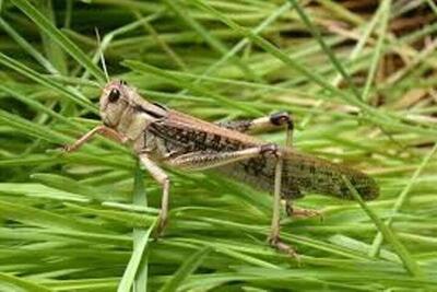 احتمال ورود ملخ صحرایی به کشور از اواخر زمستان - سلام نو