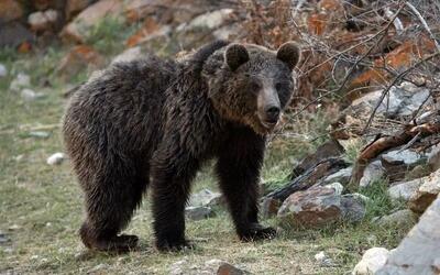 گردش زمستانی خرس‌ها در جنگل رامسر+ ویدئو