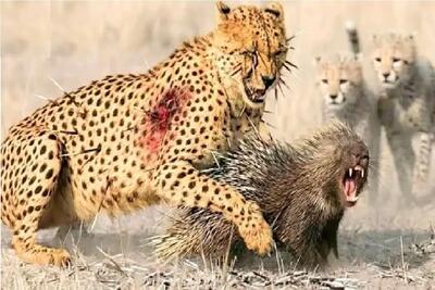  مستند حیات وحش / حمله سرعتی پلنگ به جوجه تیغی بادشو خالی میکنه