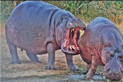  مستند حیات وحش / اسب آبی دیوونه جوری رقیبش گاز گرفت دندونش جا موند