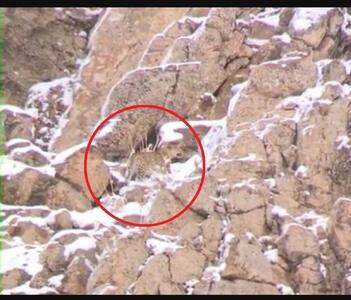 گشت‌زنی پلنگ در فیروزکوه