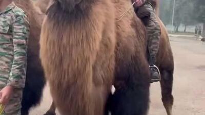  ارتش هند شترهای دوکوهانه را برای استفاده در بیابان‌های سرد لداخ به کار گرفته است