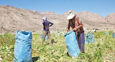 بهزیستی؛ چتری که تمام زنان سرپرست خانوار را احاطه نمی‌کند