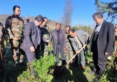 پویش «حاج قاسم»؛ کاشت 63 نهال در هر شهرستان گیلان - تسنیم