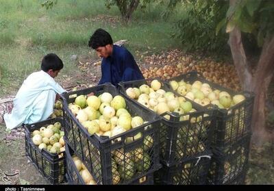 برداشت 2150 تن گواوا از باغات گرمسیری راسک - تسنیم