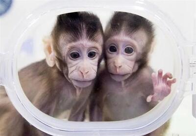 ایران وارد فاز نخستی‌سانان در درمان پارکینسون شد - تسنیم