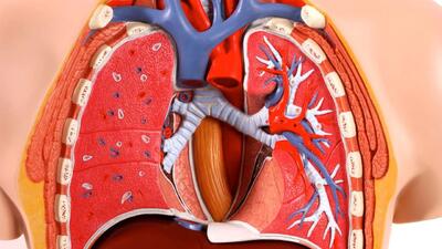  ساخت اولین ریه مصنوعی روی یک تراشه