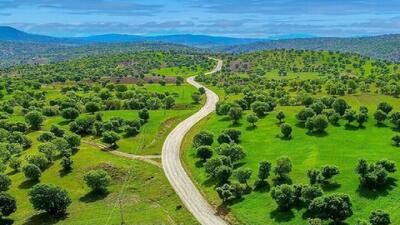 جنگل‌های لرستان بی‌دفاع مانده‌اند؛ استانی با بیشترین جنگل زاگرس، اما کمترین توان حفاظتی