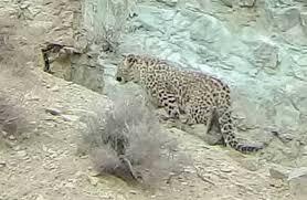 مشاهده یک قلاده پلنگ در فیروزکوه