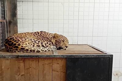 پلنگ ایرانی تحت قرنطینه استاندارد و مجهز مجموعه ارم سبز