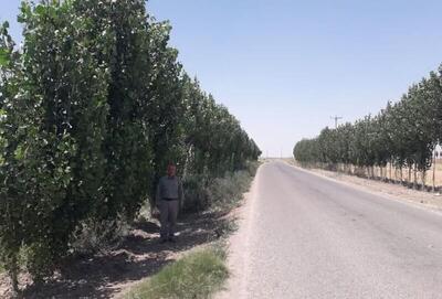  زراعت چوب؛ سپری برای نجات هیرکانی و بادشکن طبیعی علیه ریزگردها