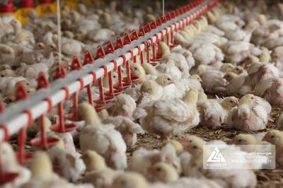 اثر حذف ارز ترجیحی بر سود سپید ماکیان نامشخص است