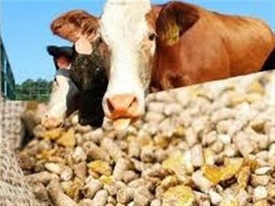 قیمت نهاده‌های دامی کشف شد