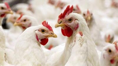  حذف ارز ترجیحی قیمت مرغ را به طرز باور نکردنی بالا برد