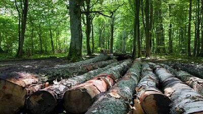 هیرکانی زیر تیغ تبر و آتش؛ ابربحرانی که جدی گرفته نمی‌شود!