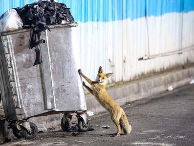 حضور حیات وحش در شهر تهران؛ خوب یا بد؟