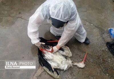  آغاز طرح پایش و مراقبت فعال آنفلوانزای فوق‌حاد پرندگان در البرز