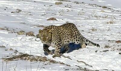 سرو کله این پلنگ‌ها پیدا شد