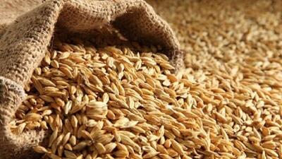 قیمت جدید نهاده‌های دامی اعلام شد